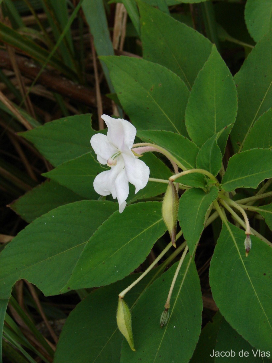 Impatiens henslowiana Arn.